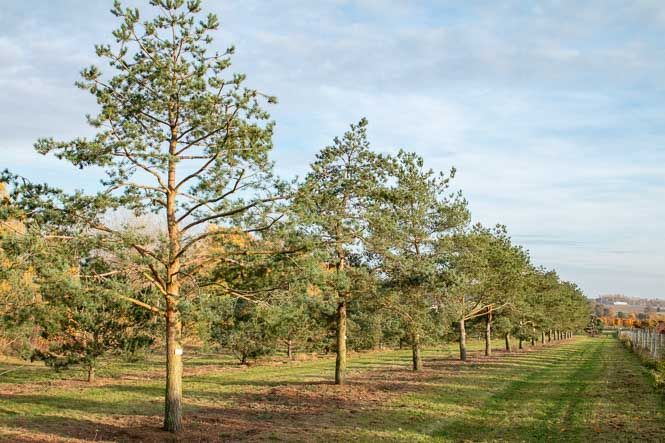 Pinus